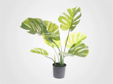 PLANTA RIPLEY HOME TROPIC CON MACETA