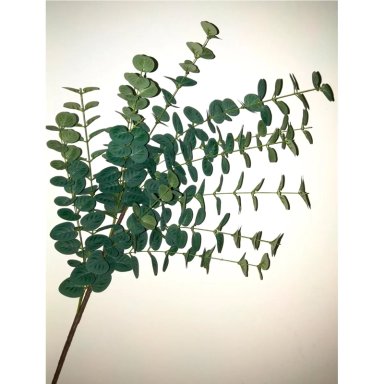 PLANTA RIPLEY HOME RAMA EUCALIPTO