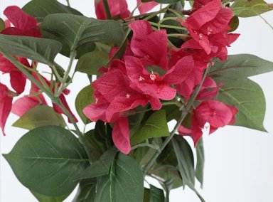 PLANTA RIPLEY HOME MAGENTA BUGANVILIA MACETA 76CM - 2