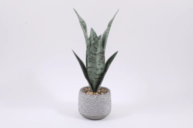 PLANTA RIPLEY HOME VERDE CLARO LENGUA DE SUEGRA MACETA 36CM