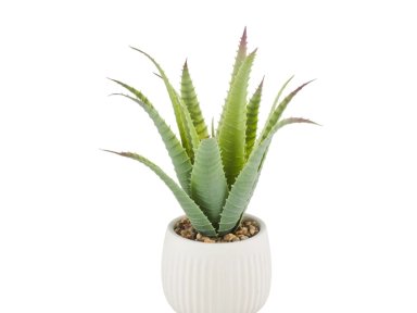PLANTA RIPLEY HOME ALOE CON MACETA 30 CM - 2