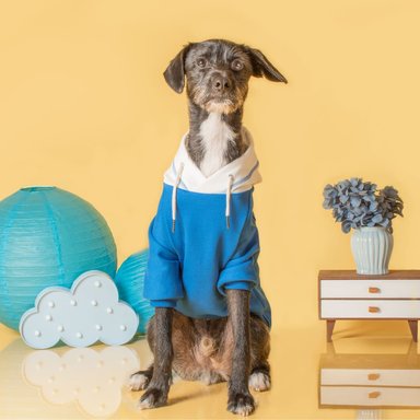 POLERA PERRO Y GATO TWO COLOUR LETIF PET SHOP BLUE TALLA 2 - 2