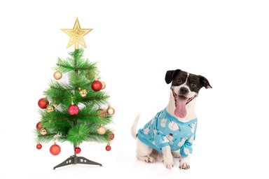 POLERA ALGODÓN PERRO Y GATO LETIF PET SHOP SNOW TALLA 0 - 2