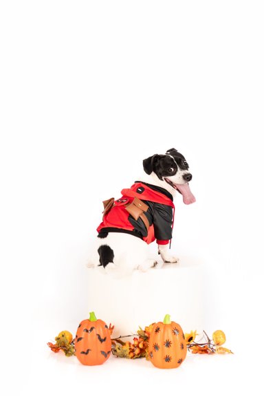 DISFRAZ TERCIOPELO PERRO Y GATO DOGPOOL TALLA 8 LETIF PET SHOP - 2