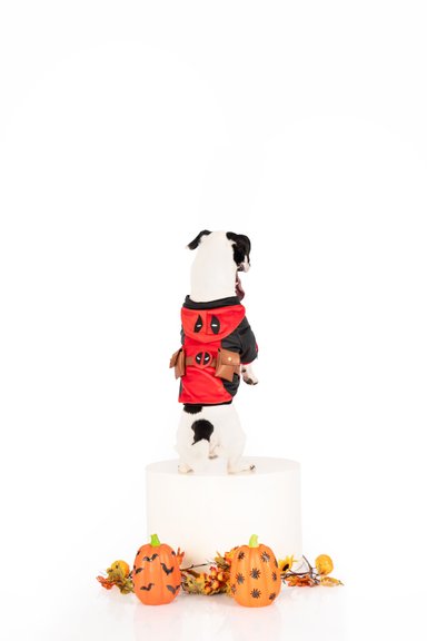 DISFRAZ TERCIOPELO PERRO Y GATO DOGPOOL TALLA 8 LETIF PET SHOP - 5