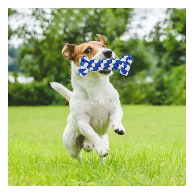 PACK4 ELEMENTO DE JUEGO PARA PERROS PARA INTERACCION AZUL - 3