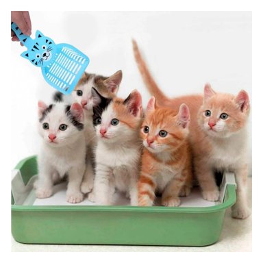 PACK12 HERRAMIENTA PORTATIL CARA DE GATO AZUL PARA HOGAR Y JARDIN BLANCO Y+REGALO STICKER - 3