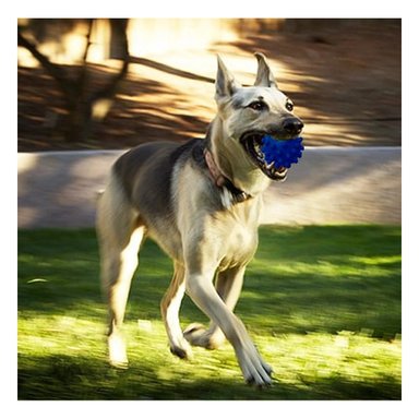 PACK2 JUGUETE DE ENTRENAMIENTO CAUCHO AZUL MEDIANA PARA JUEGOS EN INTERIOR Y EXTERIOR - 5