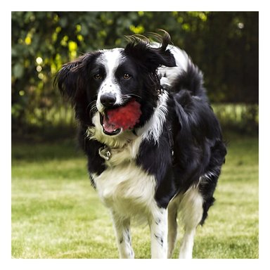 PACK2 JUGUETE DE ENTRENAMIENTO CAUCHO ROJO GRANDE PARA JUEGOS EN INTERIOR Y EXTERIOR - 5