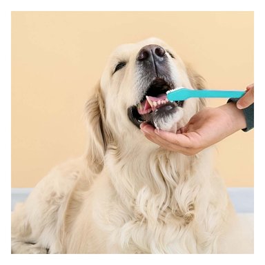 PACK2 PACK HIGIENE DENTAL VERDE AGUA FUNCIONAL CON ACCESORIOS PARA CASA - 2