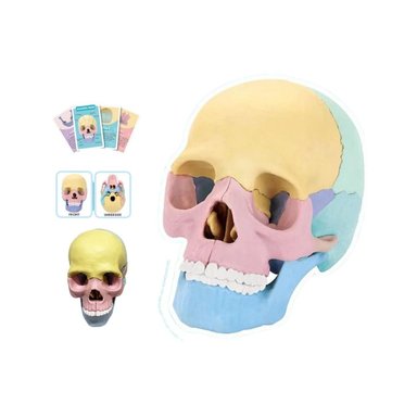 ROMPECABEZAS DIDÁCTICO MODELO ANATÓMICO 4D CRÁNEO HUMANO - 1