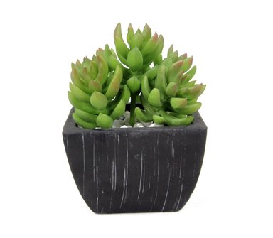 PLANTA SUCULENTA RIPLEY HOME MULTI BASE NEGRA 14CM - 1