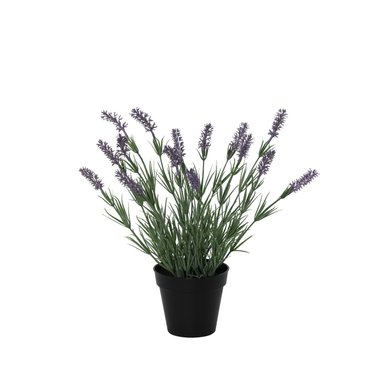 PLANTA LAVANDA RIPLEY HOME 40CM - 1
